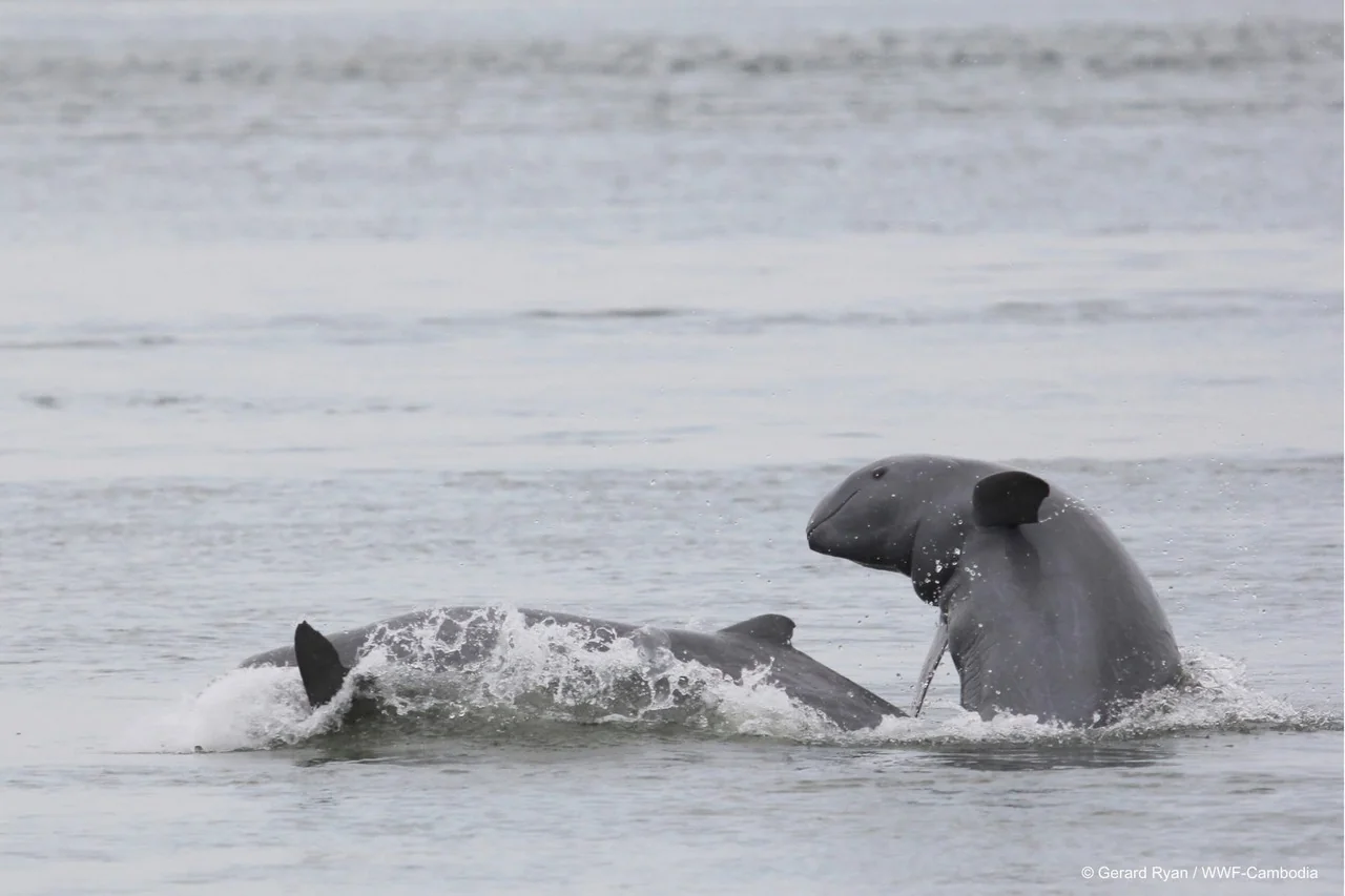 dolphine-camping-adventure-image-15